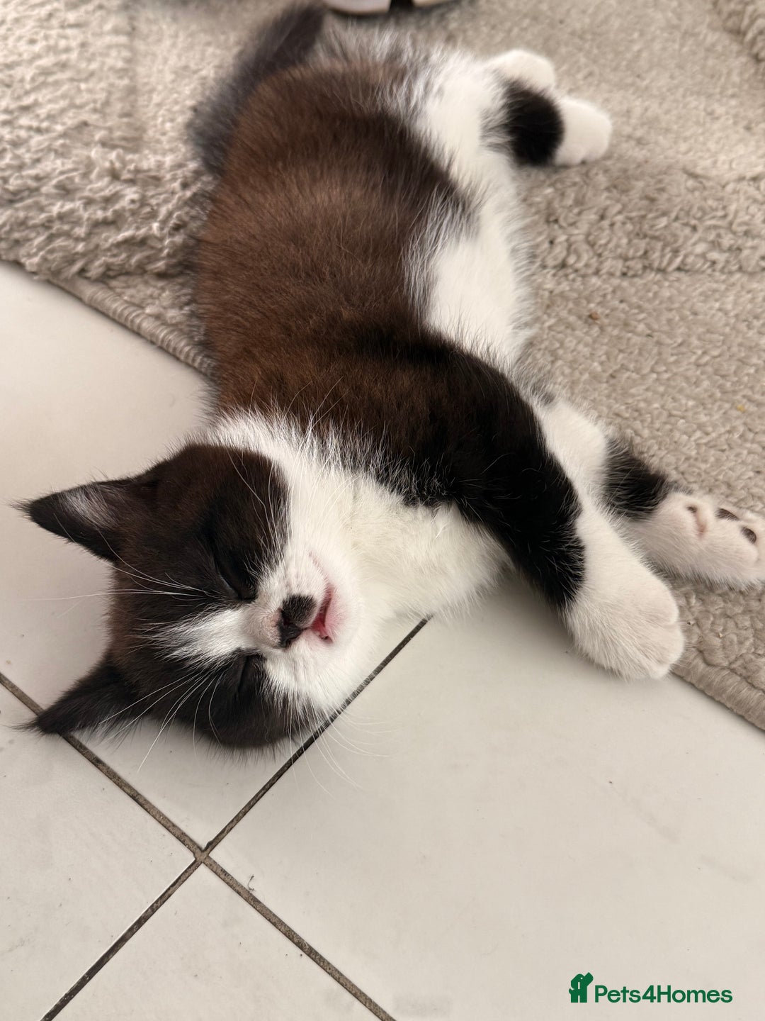 Persian cats for sale: Half Persian male  - Image 7