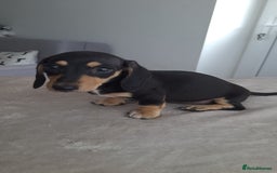 Dachshund dogs for sale: READY NOW - Miniature dachshunds cream girls  - Image 5