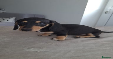 Dachshund dogs - Advert 9
