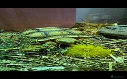 Tortoise reptiles for sale: Sulcata Tortoise  - Image 3