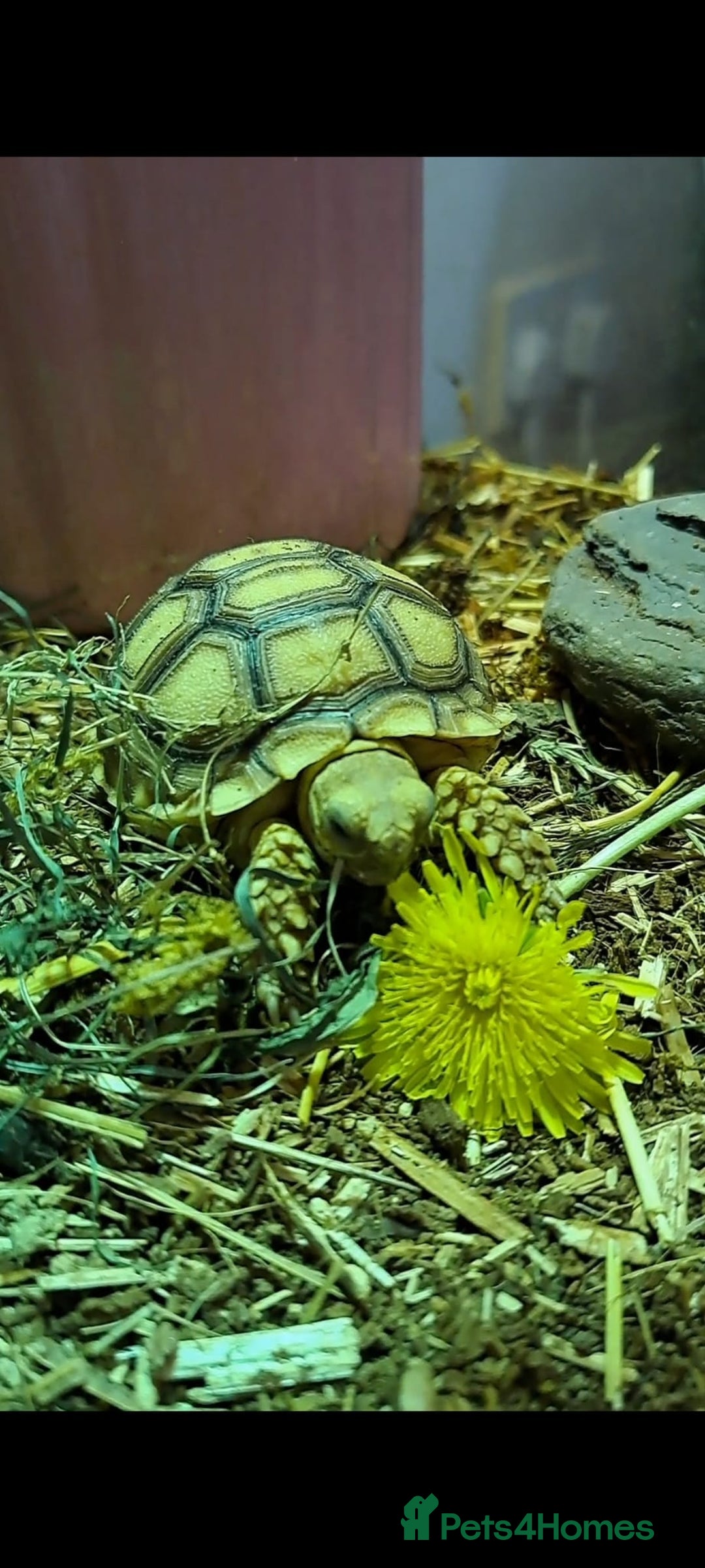 Tortoise reptiles for sale: Sulcata Tortoise  - Image 3