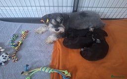 Miniature Schnauzer dogs for sale: 3 adorable miniature schnauzer puppies  - Image 10