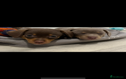 Dachshund dogs for sale: Dachshund puppies ready to leave !  - Image 8