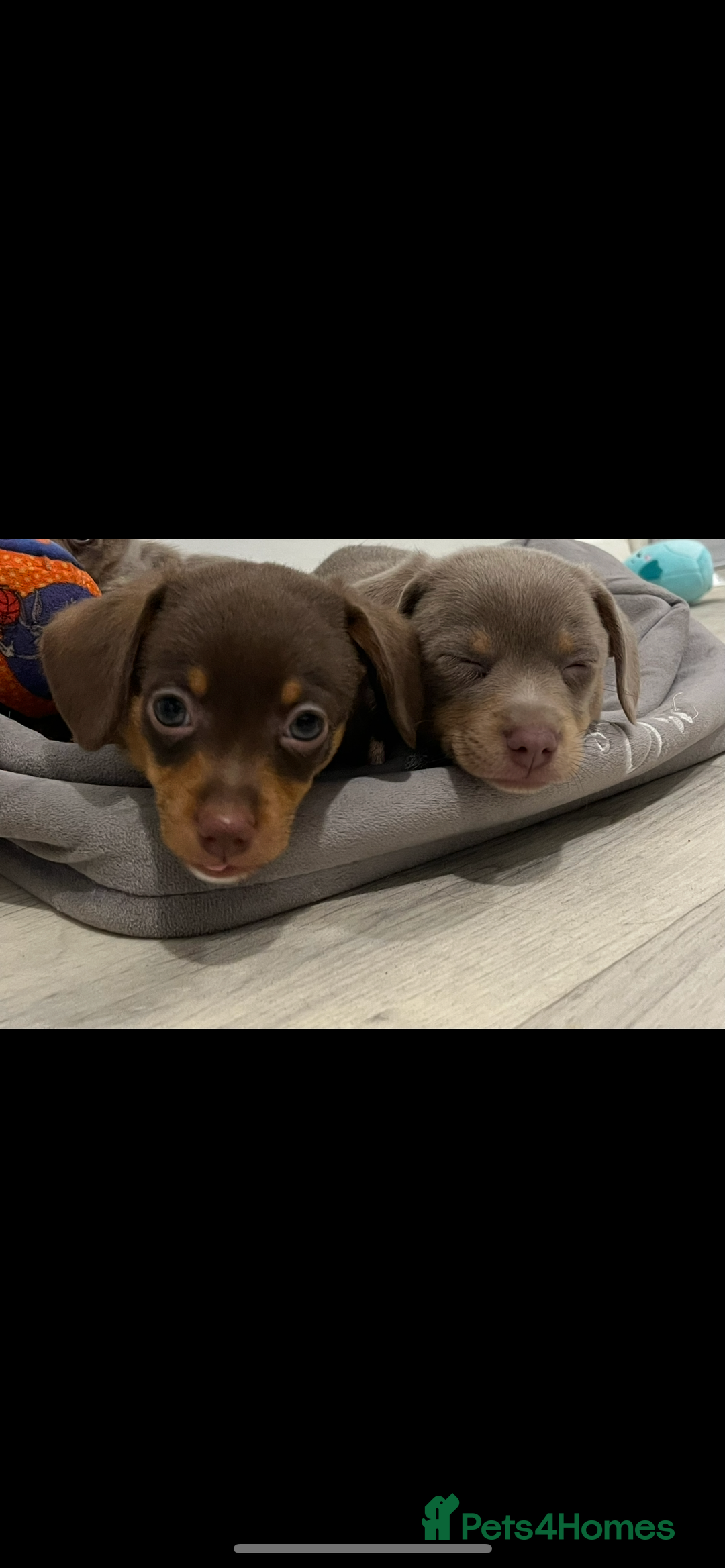 Dachshund dogs for sale: Dachshund puppies ready to leave !  - Image 8