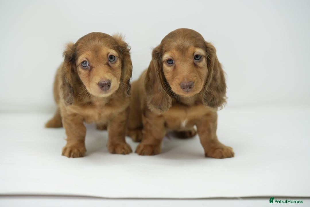 Dachshund dogs for sale: Long haired miniature dachshunds  - Image 15
