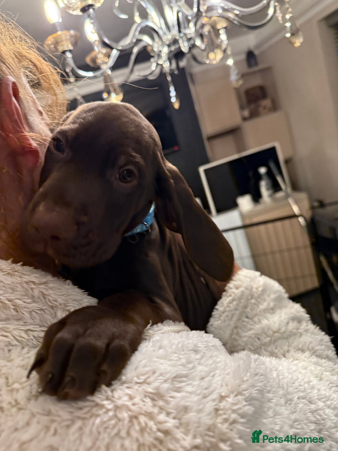 Mixed Breed dogs for sale: Well reared Quality puppies - Advert 25