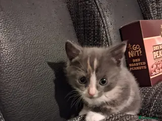 Mixed Breed cats 2 little females availave 🥰🥰 been let down for 1 - Advert 11