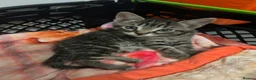Mixed Breed cats for sale: 4 kittens all very different from each other  - Advert 6