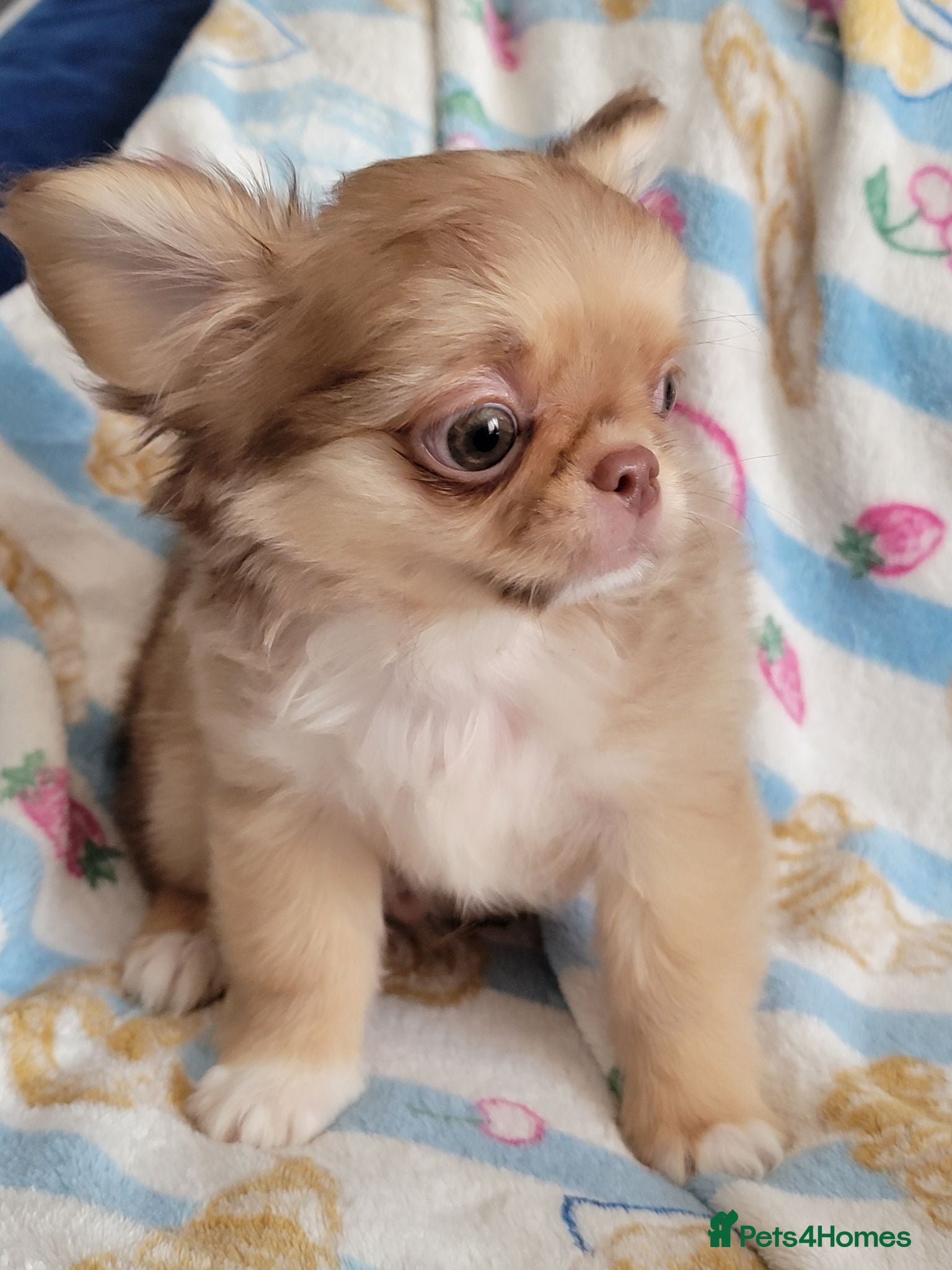 Chihuahua dogs Beautiful long haired chihuahua puppies - Advert 6