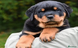 Rottweiler dogs for stud: Onex de Tierra Ibera now available for stud in Newark - Image 19