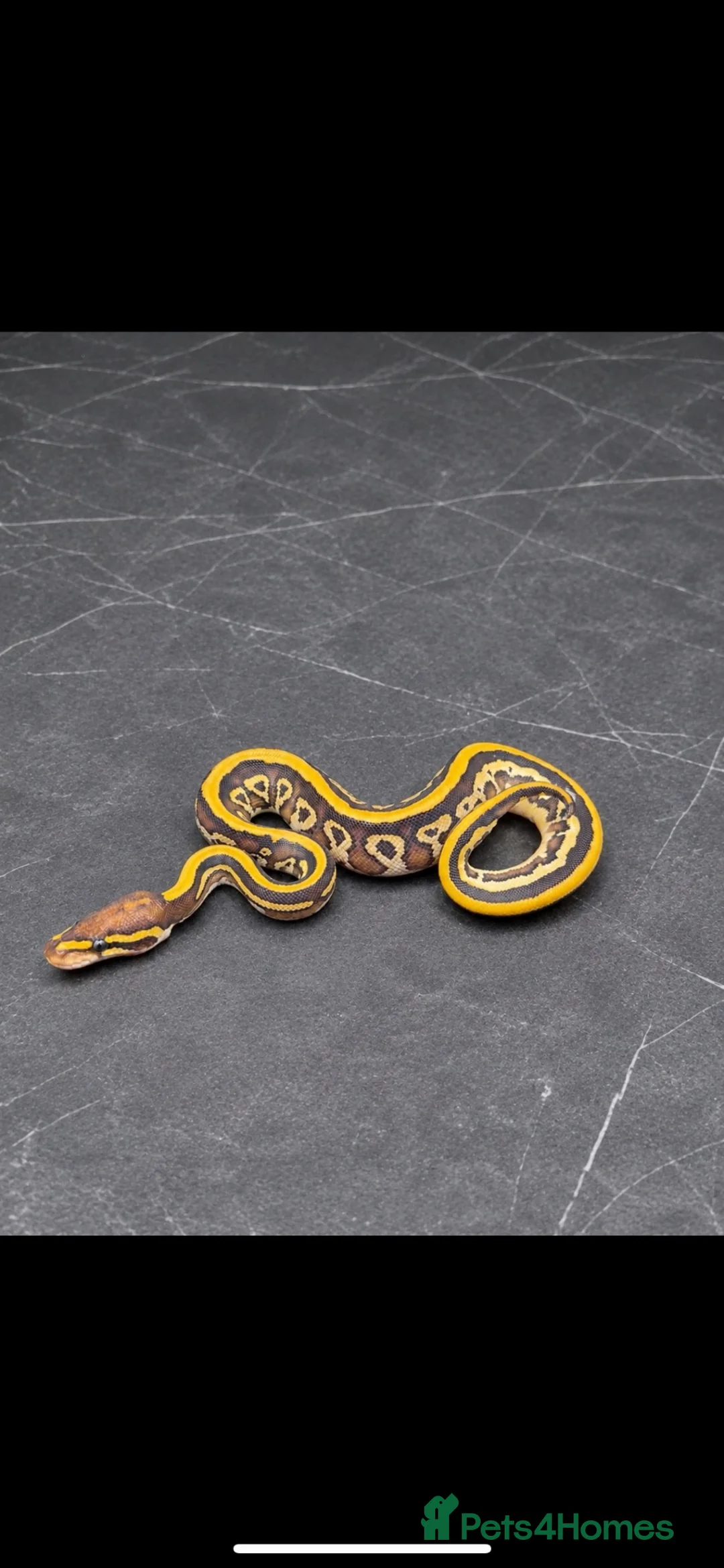 Python Snake reptiles for sale: Baby / Juvenile Ball Pythons  - Advert 2