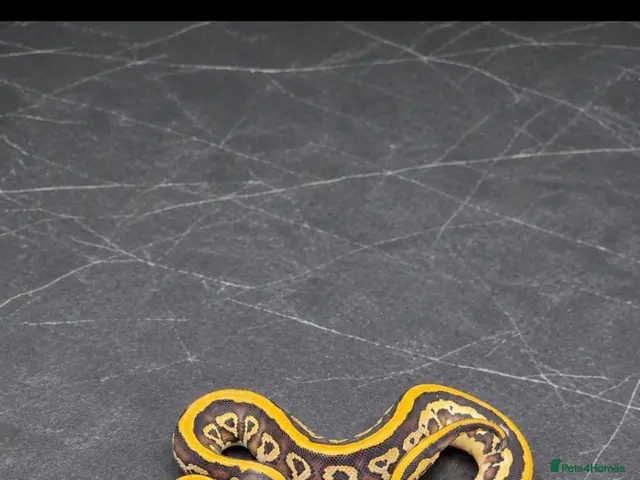 Python Snake reptiles for sale: Baby / Juvenile Ball Pythons - Advert 2