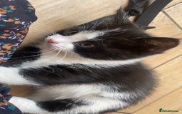 Domestic Shorthair cats for sale: 5 kittens available now  - Image 5