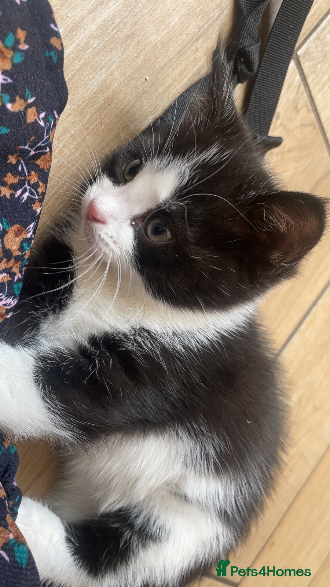 Domestic Shorthair cats for sale: 5 kittens available now  - Image 5