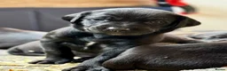 Mixed Breed dogs for sale: 16 Cane Corso x Lurcher puppies.  - Advert 10