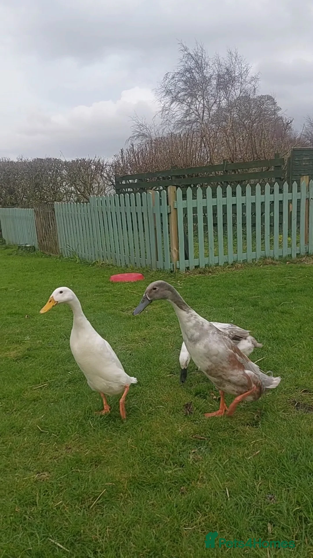 Ducks poultry for sale: Pet Runner Ducks looking for a forever home - Advert 6