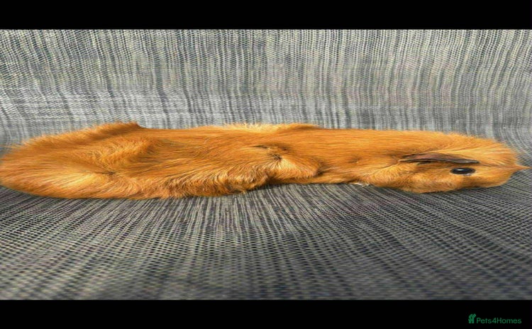 Guinea Pig rodents - Advert 5