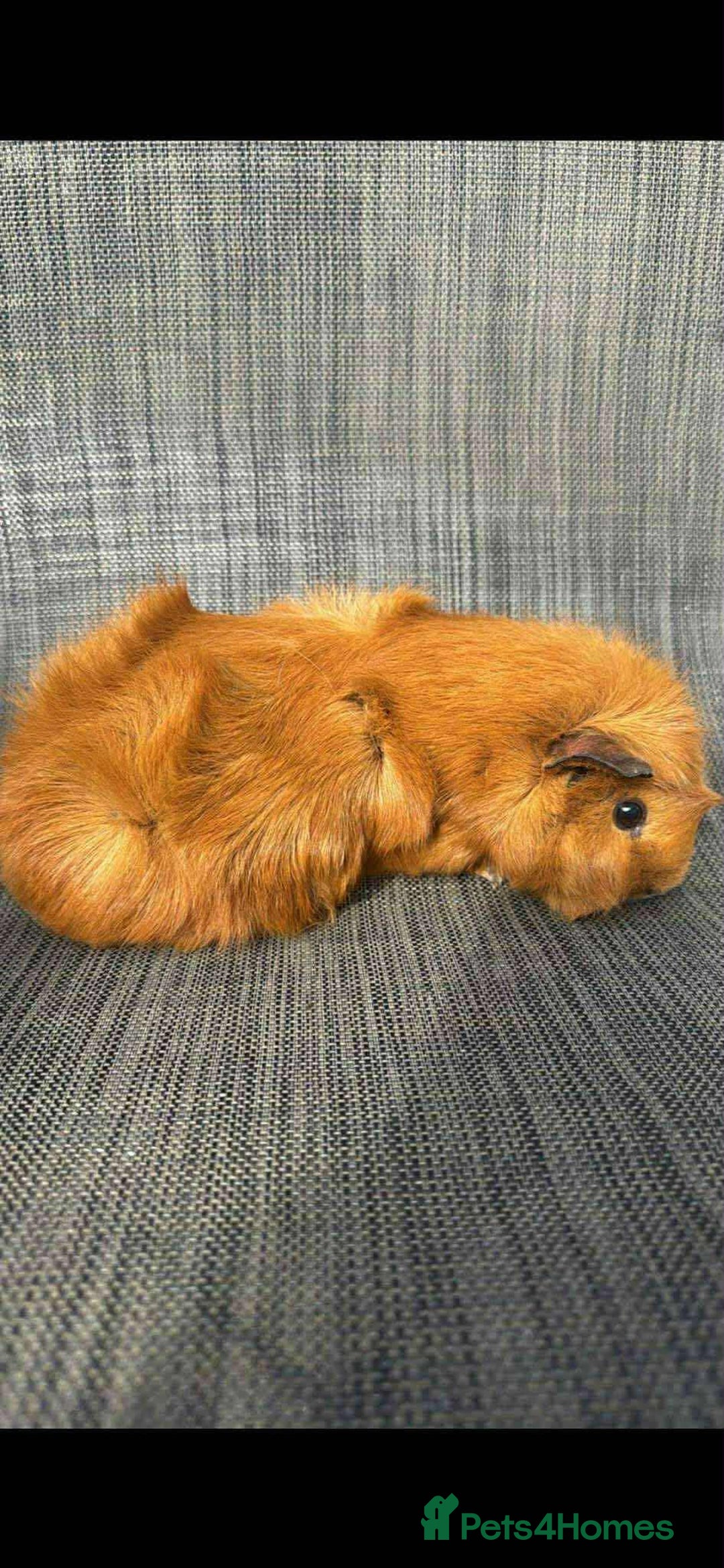 Guinea Pig rodents for sale: Guinea pigs  - Image 1