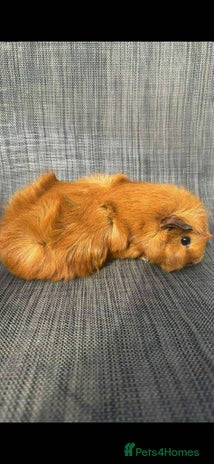 Guinea Pig rodents - Advert 12