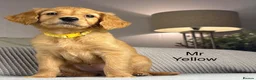 Goldendoodle dogs for sale: BEAUTIFUL HEALTHY LOVING PUPPIES  - Advert 13