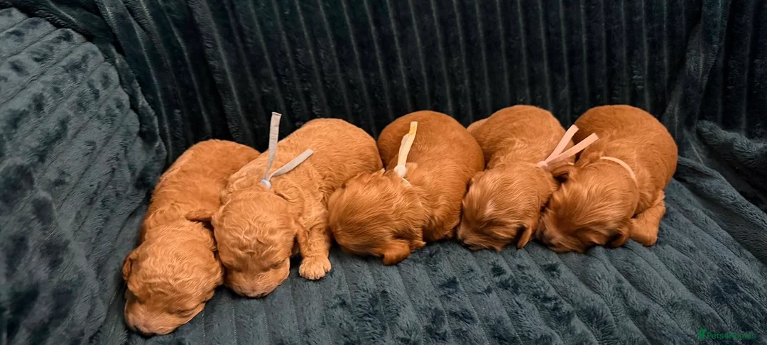 Cockapoo dogs for sale: ❤️‼️stunning fox red true miniature cockapoos ❤️‼️ - Advert 2