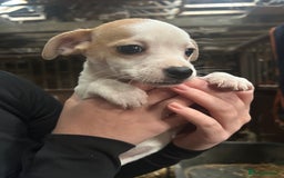 Jack Russell dogs for sale: Jack Russell Puppies - Image 5