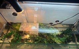 Turtle reptiles for sale: Chinese stripe neck pond turtles - Image 11