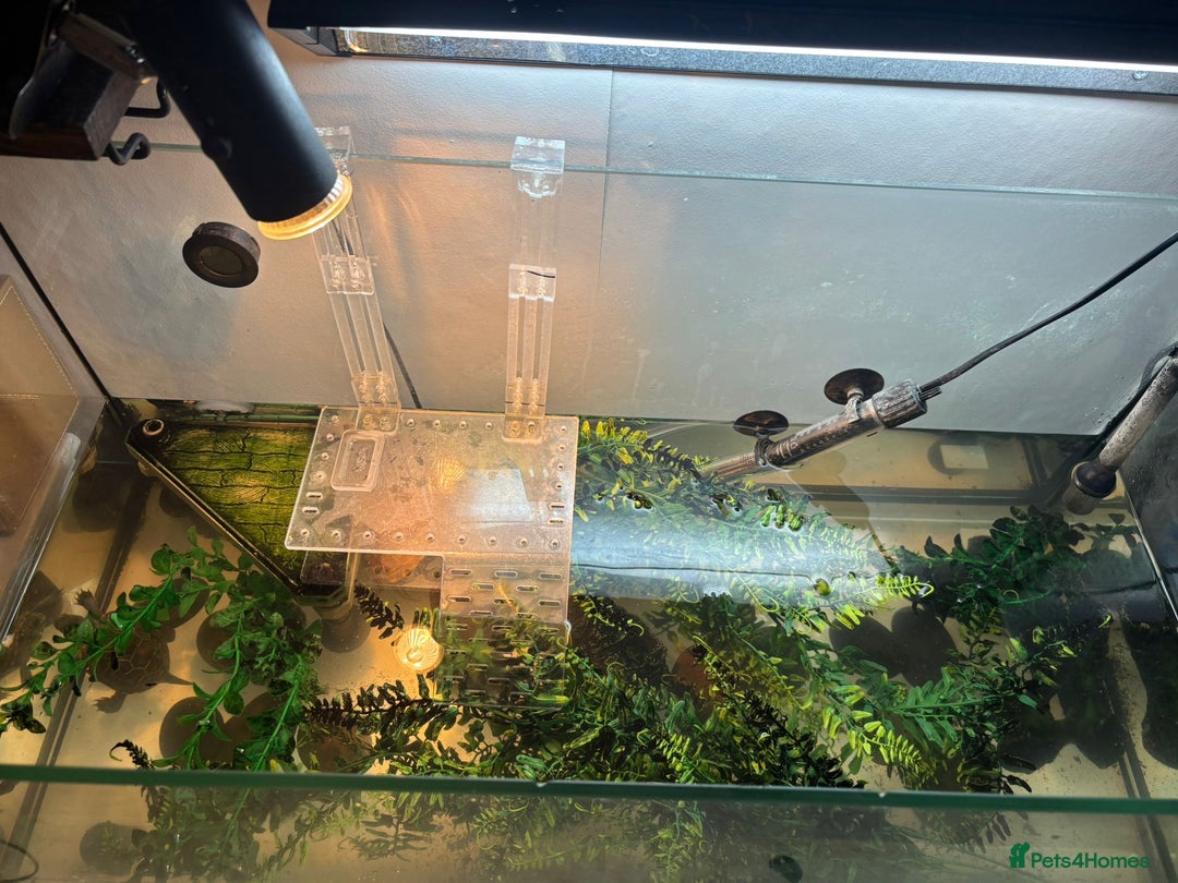 Turtle reptiles for sale: Chinese stripe neck pond turtles - Image 11