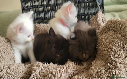 Norwegian Forest Cat cats for sale: Norwegian forest with Turkish Angora - Image 5