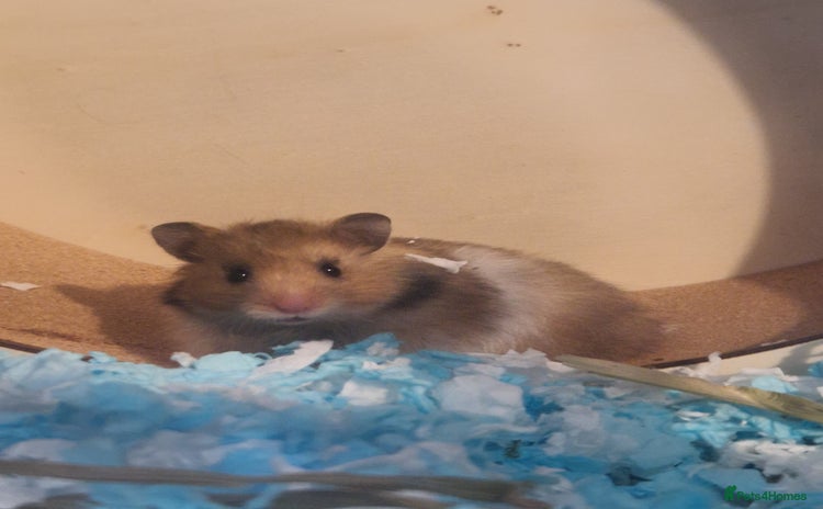 Hamster rodents - Advert 7