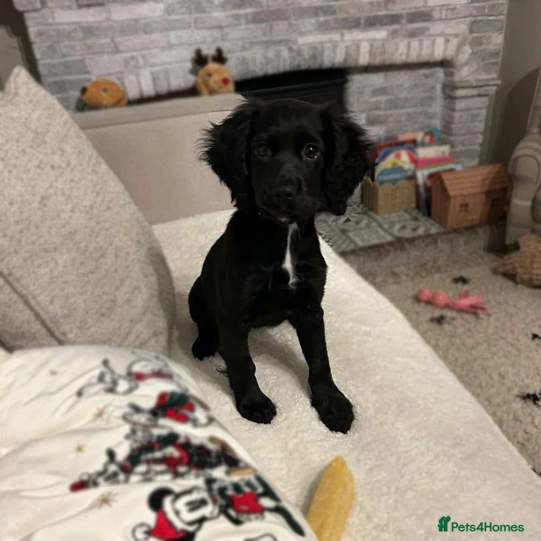 Cocker Spaniel dogs for sale: Female Cocker Spaniel in Llanerchymedd - Advert 7