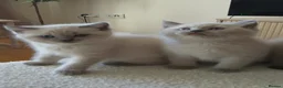 Ragdoll cats for sale: Ragdoll kittens - Advert 11