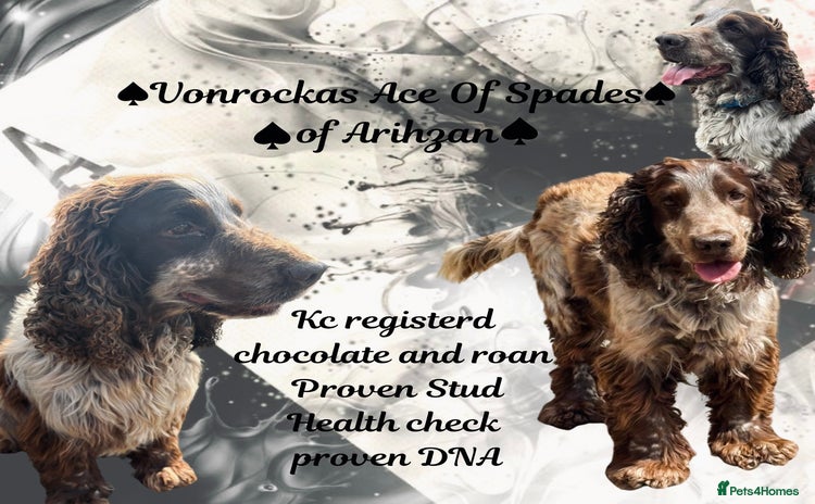 Cocker Spaniel dogs - Advert 1