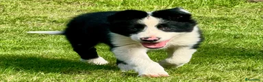 Border Collie 1