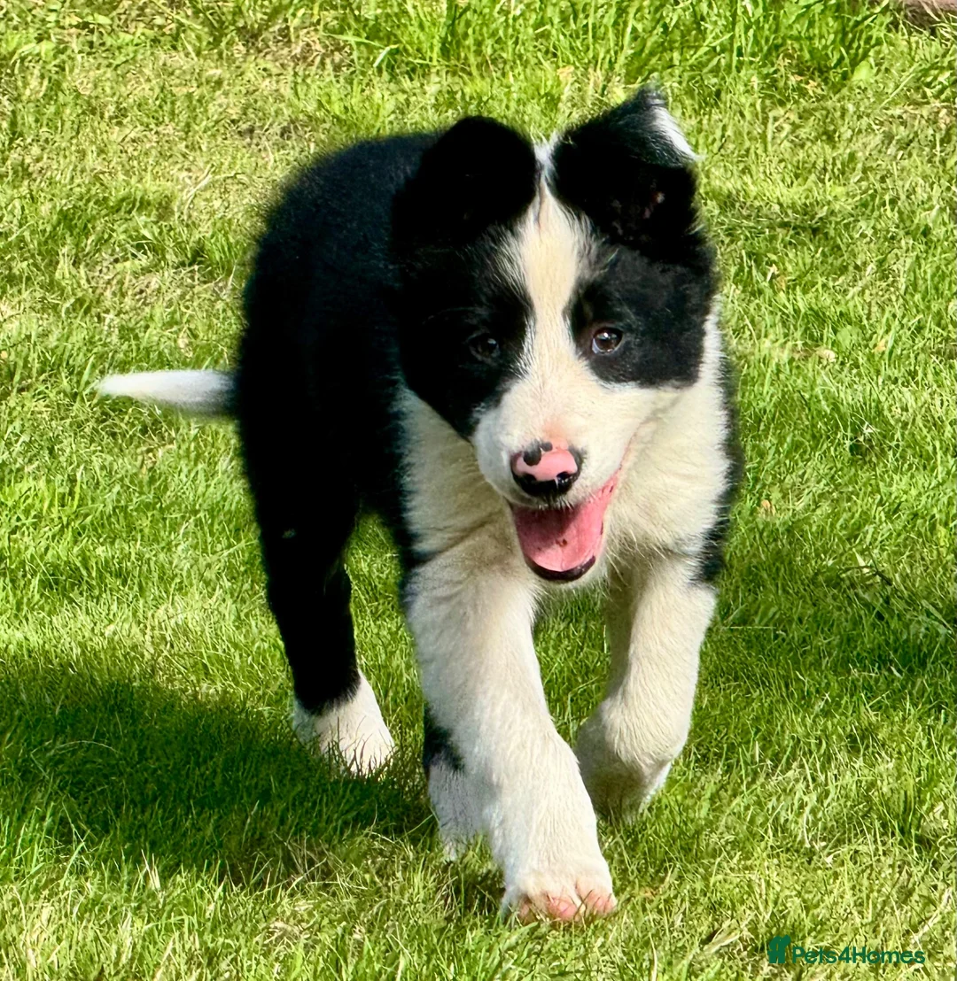 Border Collie dogs for sale: Gorgeous Male Collie Pup! Ready Now!  - Advert 10