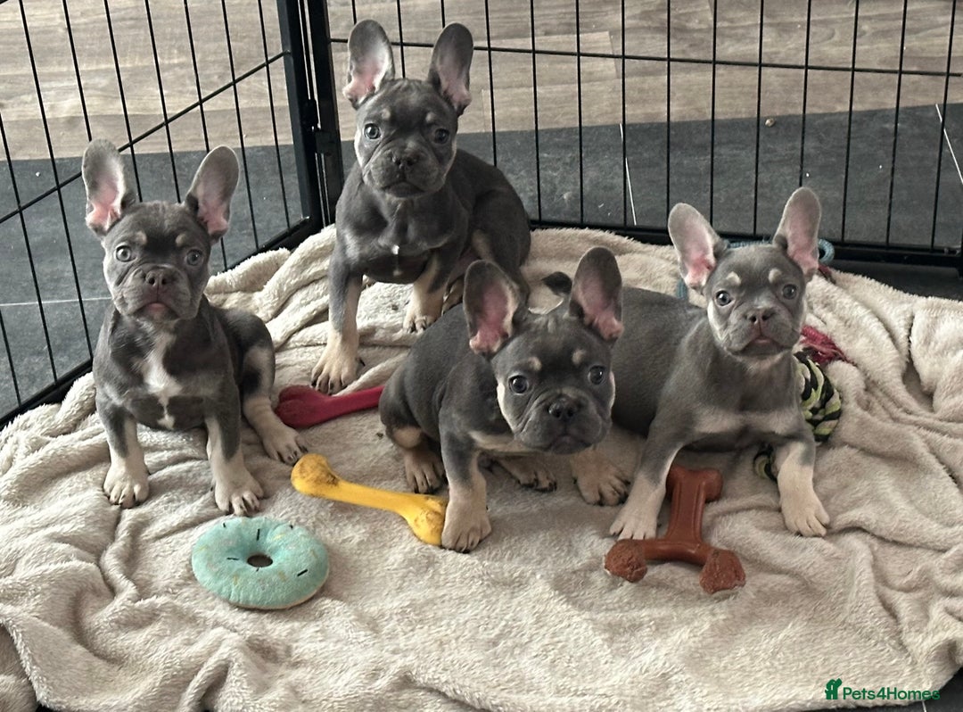 French Bulldog dogs for sale: LAST 2 REMAINING Beautiful French Bulldog Pups in Waltham Cross - Image 2