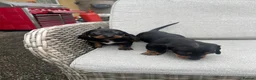 Dachshund dogs for sale: Dachshund puppies  - Advert 11