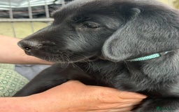 Springador dogs for sale: Last Springador Labrador Puppy ready now in Plymouth - Image 7