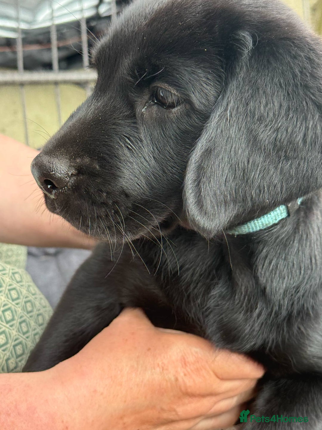 Springador dogs for sale: Last Springador Labrador Puppy ready now in Plymouth - Image 7