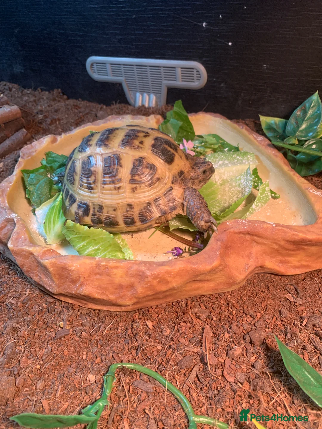 Tortoise reptiles for sale: Make Horsefeild tortoise and whole set up for sale in Northampton - Advert 2