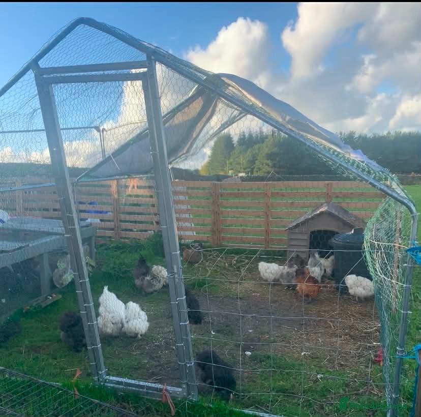 Hens poultry 11 silkies  - Advert 13