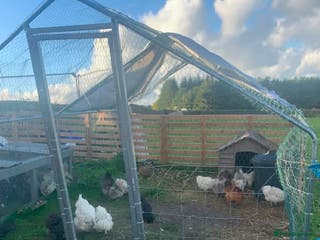 Hens poultry 11 silkies - Advert 2