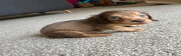 Miniature Dachshund dogs for sale: Chocolate&Cream Champion Long hair mini dachshund  - Advert 16