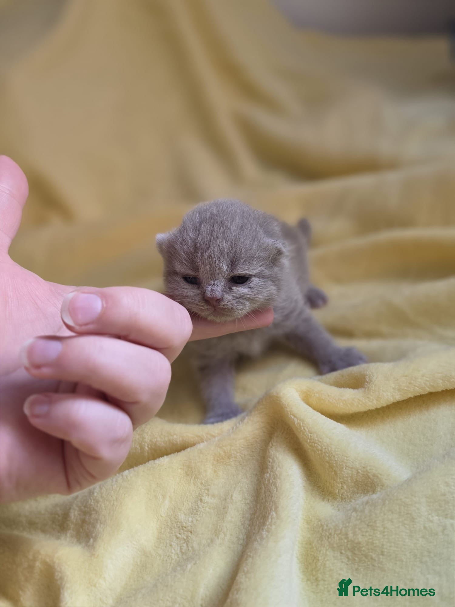 British Shorthair cats 💜❤️BSH babies , red, lilac TICA reg, ready Nov - Advert 2