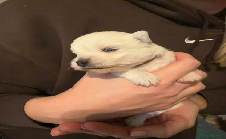 West Highland Terrier dogs - Advert 2