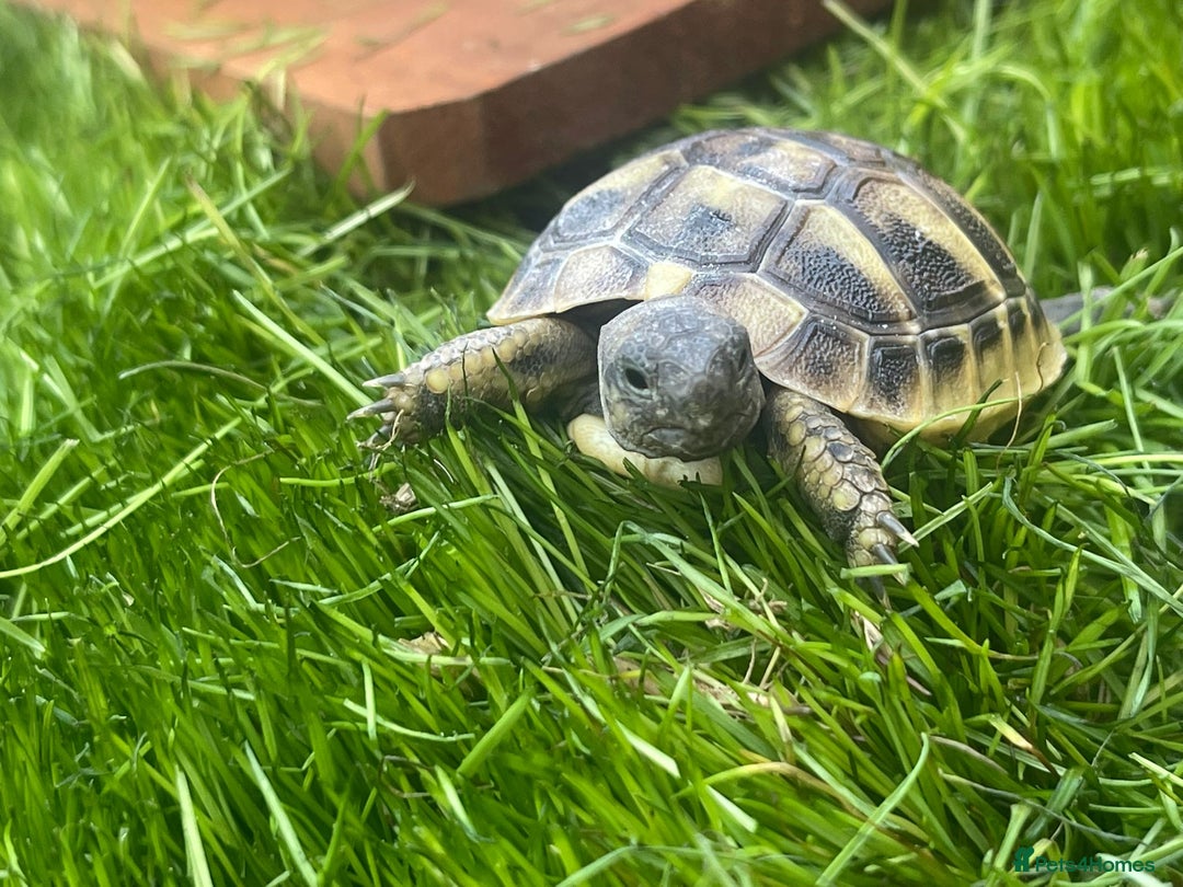 Hermann Tortoise reptiles for sale: Baby hermanns tortouse  - Image 2