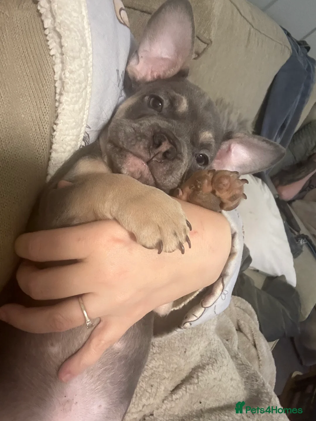 French Bulldog dogs for sale: 4 month old puppy  - Advert 6