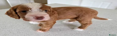 Cockapoo Puppy 2 Female