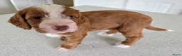 Cockapoo dogs for sale: F1B Toy cockapoo puppies in North East - Advert 22
