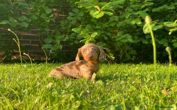 Miniature Dachshund dogs for sale: 3 x KC Chocolate Dapple girls - Image 4